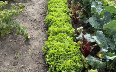 Garten-Oase Garten-Oase